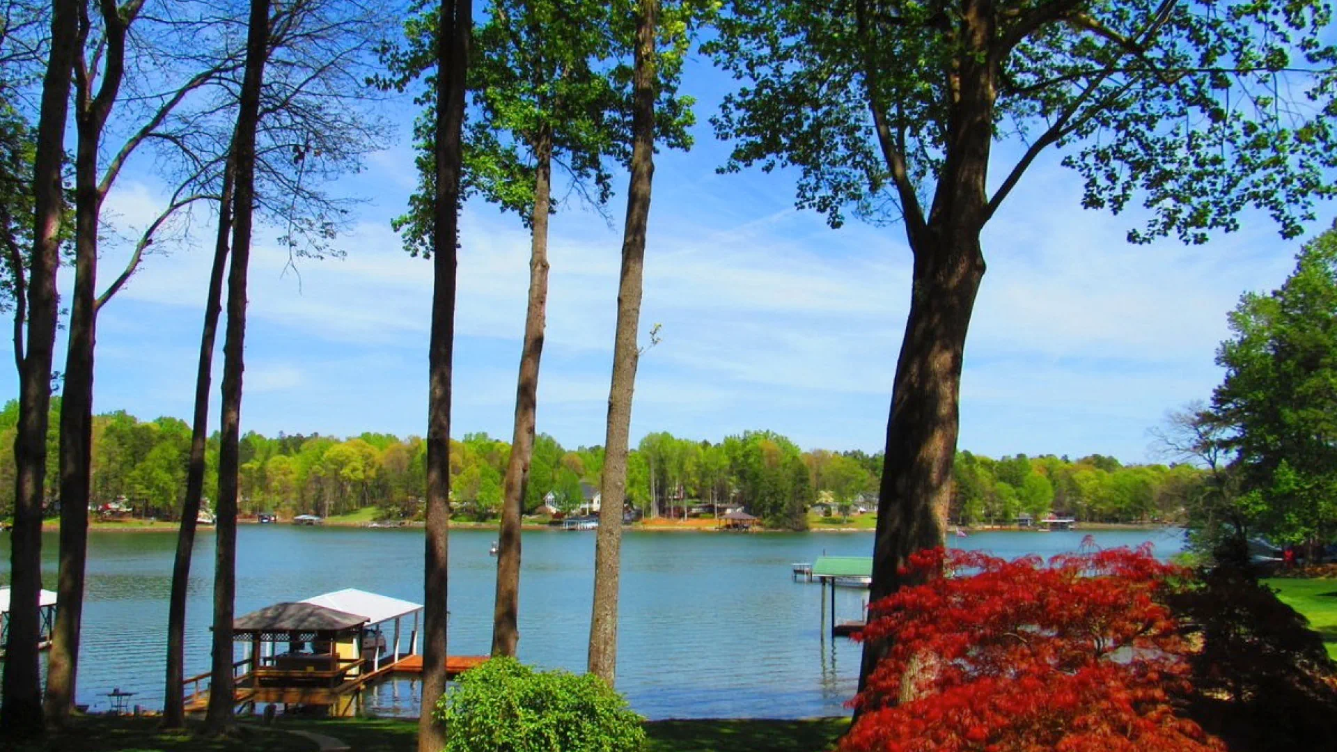 lake view with thin tall trees